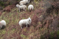 3. Sheep above Weir Water