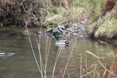 4. Male Mallard on Weir Water