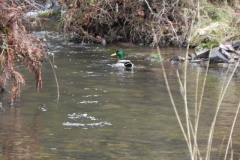 5. Male Mallard on Weir Water