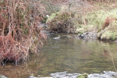 6. Female Mallard on Weir Water