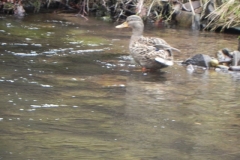 7. Female Mallard on Weir Water