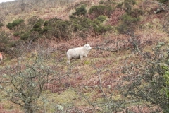 8. Sheep above Weir Water