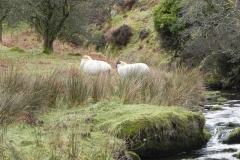 9. Sheep above Weir Water