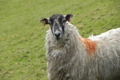 Sheep above Winn Brook (2)
