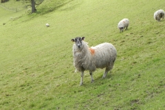 Sheep above Winn Brook (3)