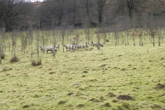Sheep above Winn Brook