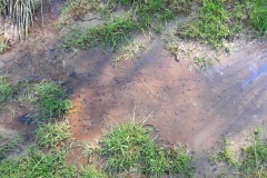 Tadpoles by Winn Brook  (1)