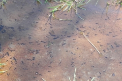 Tadpoles by Winn Brook  (2)