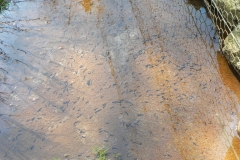 Tadpoles by Winn Brook  (3)