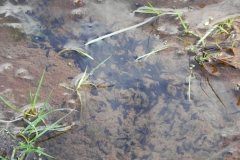 Tadpoles by Winn Brook  (4)