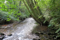 A5.-Downstream-from-Yeo-Bridge