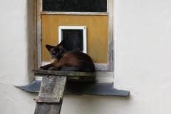 62.-Cat-steps-at-Pare-Mill