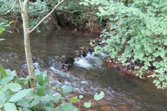 Downstream-from-Hagley-Bridge-10