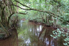 Downstream-from-Hagley-Bridge-6