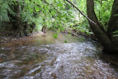 Downstream-from-Hagley-Bridge-7