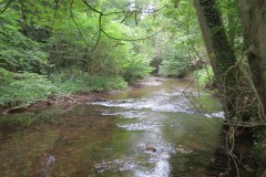 Flowing-through-Ham-Copse-1