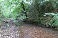 Flowing-through-Ham-Copse-10