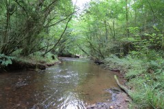 Flowing-through-Ham-Copse-11