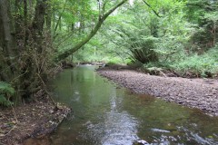 Flowing-through-Ham-Copse-12