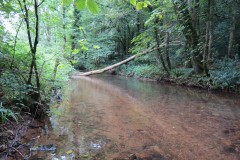 Flowing-through-Ham-Copse-2