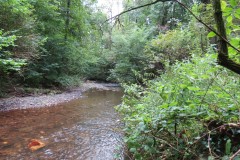 Flowing-through-Ham-Copse-4