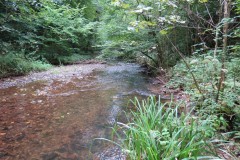 Flowing-through-Ham-Copse-5