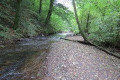 Flowing-through-Ham-Copse-9
