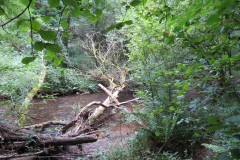 Upstream-from-Tucks-Bridge-2