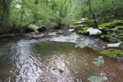 11.-Flowing-through-Muzzy-Grove-Copse