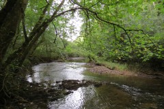 12.-Flowing-through-Muzzy-Grove-Copse