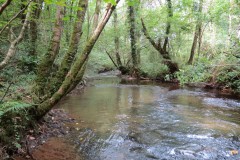 13.-Flowing-through-Muzzy-Grove-Copse