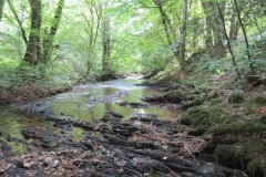14.-Flowing-through-Muzzy-Grove-Copse