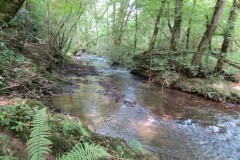 17.-Flowing-through-Muzzy-Grove-Copse