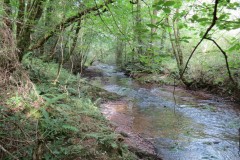 19.-Flowing-through-Muzzy-Grove-Copse