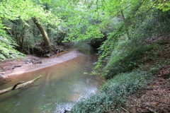 20.-Flowing-through-Muzzy-Grove-Copse