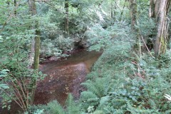 21.-Flowing-through-Muzzy-Grove-Copse