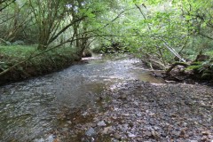 41.-Flowing-through-Burridges-Copse