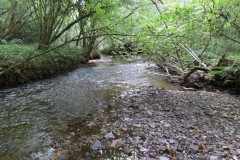 42.-Flowing-through-Burridges-Copse