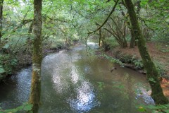 43.-Flowing-through-Burridges-Copse