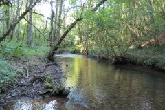 44.-Flowing-through-Burridges-Copse