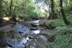 45.-Flowing-through-Burridges-Copse