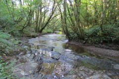 46.-Flowing-through-Burridges-Copse