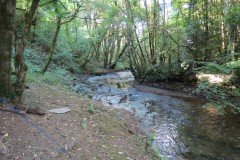 47.-Flowing-through-Burridges-Copse