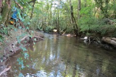 49.-Flowing-through-Burridges-Copse