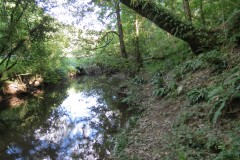 50.-Flowing-through-Burridges-Copse