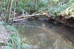 52.-Flowing-through-Burridges-Copse
