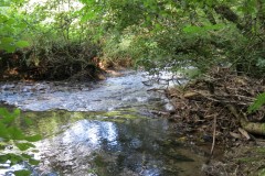 53.-Flowing-through-Burridges-Copse