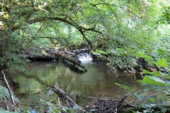 54.-Flowing-through-Burridges-Copse