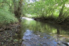 55.-Flowing-through-Burridges-Copse