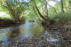 56.-Flowing-through-Burridges-Copse